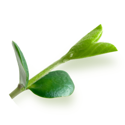 Soy Extract
