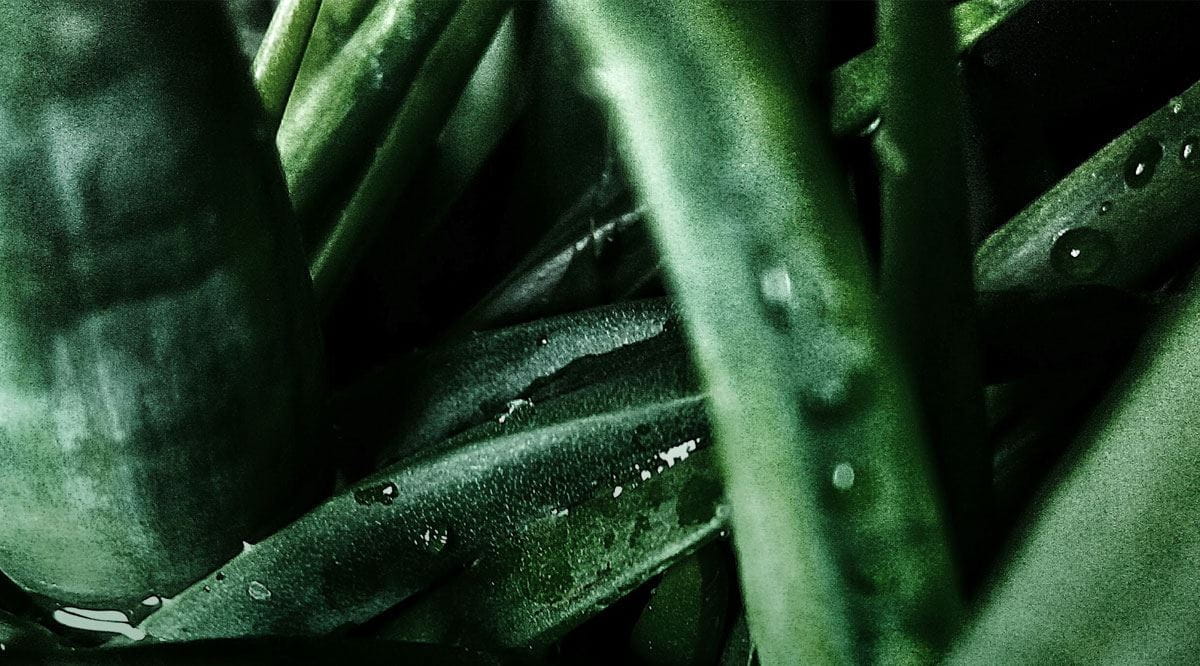 OUR NATURALLY DERIVED & ORGANIC INGREDIENTS