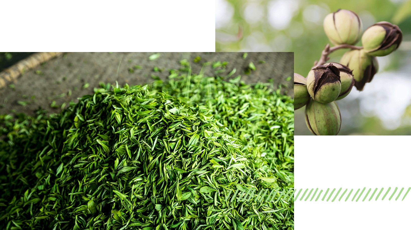 shredded-leaves-seeds-close-up